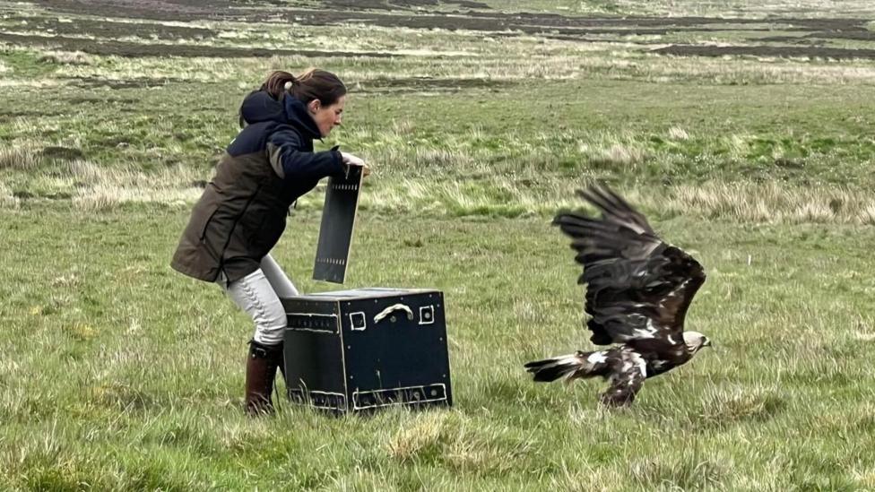 A woman with a ponytail in a dark jacket, white trousers and boots opens a large box which has been holding an eagle which is flying clear over grassy moorland