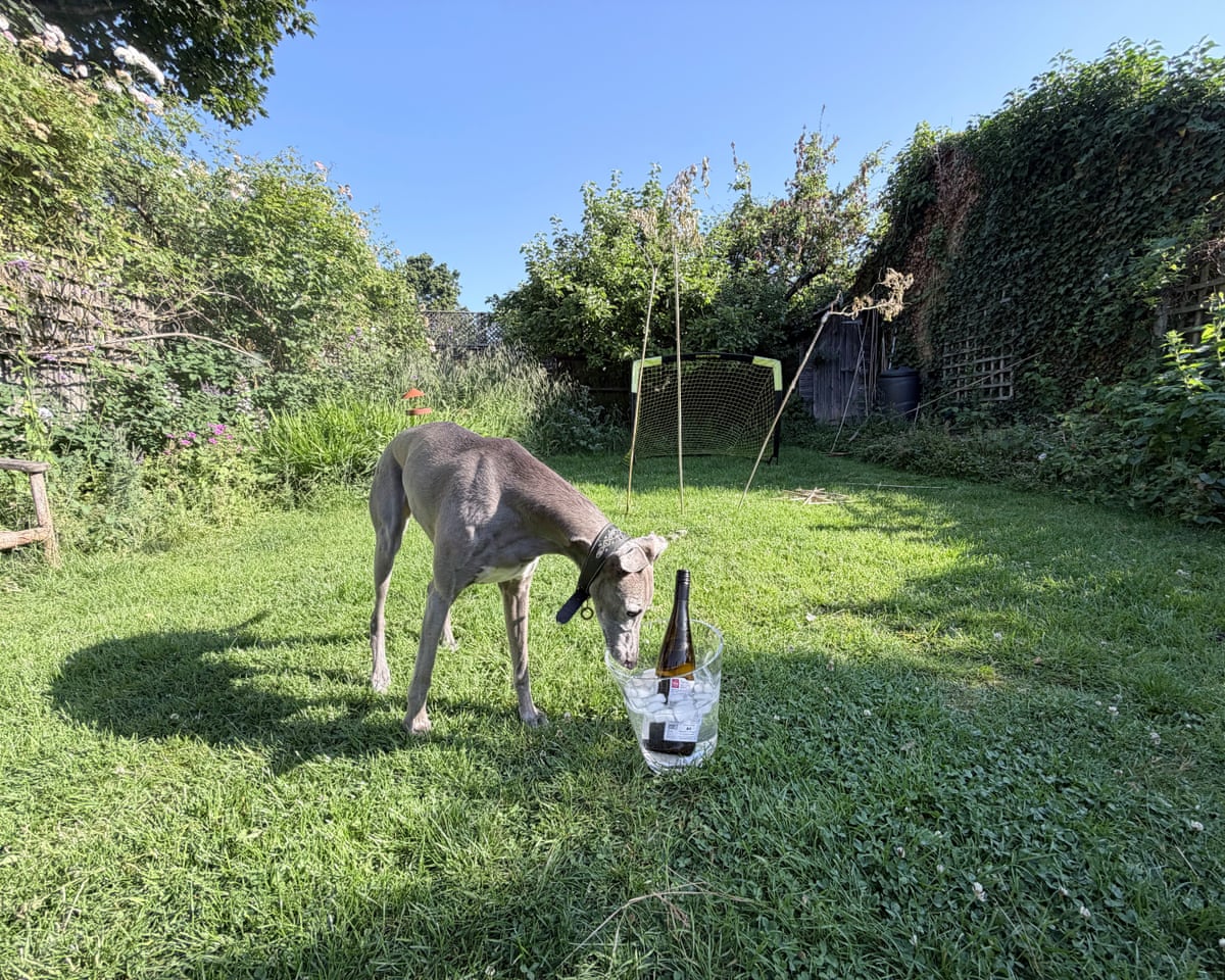 A dog drinking from the Nude glacier wine cooler.