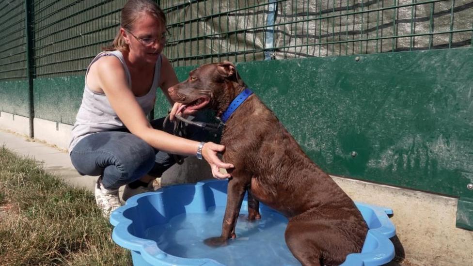 Audrey Collin, kennel team leader, pets a dog named Tatane cooling off in a plastic paddling pool at the SPA animal shelter in Gennevilliers, near PariS