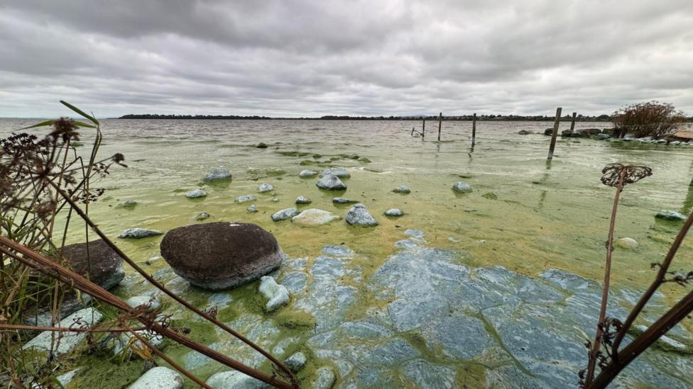 Blue-green algae on the shores of Lough Neagh.