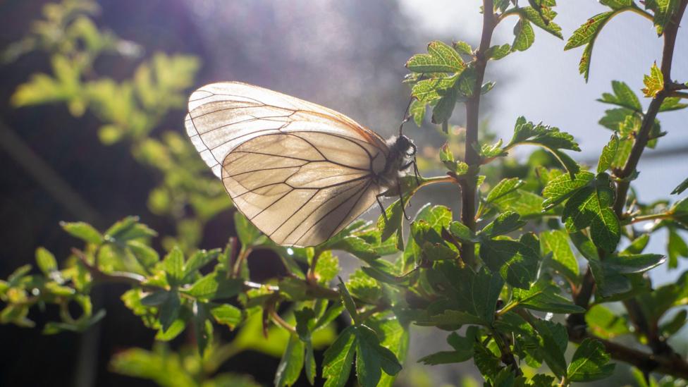 Close-up of a pale butterfly with translucent wings showing black veins resting on a bush against a softly blurred background. 