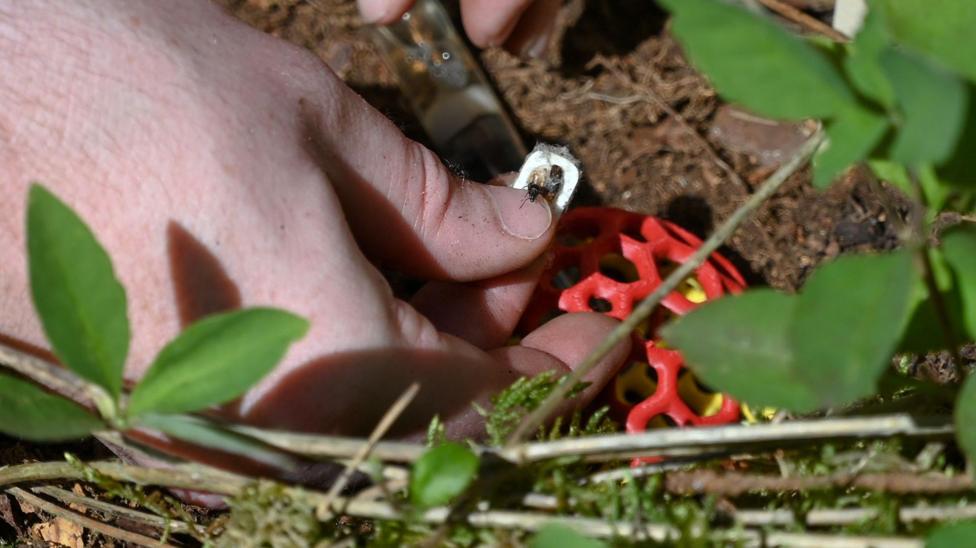 A close-up of a hand with a southern red wood ant on it, above soil