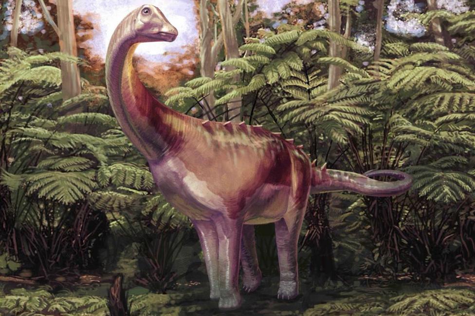 An artist's impression of a light brown Titanosaur, with its long neck and long tail. It's standing on all four legs amongst some green tree ferns. There are some spikes running along its lower back and the upper part of its tail. It is turned towards us but its neck is slightly twisted as its small head, with a closed mouth, looks around slightly to its left