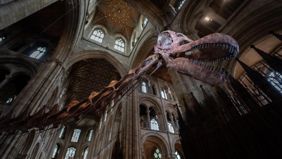 The neck and head of a Titanosaur skeleton cast is inside Peterborough Cathedral. The neck of the skeleton carries on, out of shot, towards the body of the animal round to the left of the picture and the head is on the right hand side. There are about twenty arches and windows of different sizes visible both above and below the skeleton at various levels. The Titanosaur's mouth is slightly open and its teeth are visible. The right eye socket of the dinosaur is lit and stands out in the photo. 
