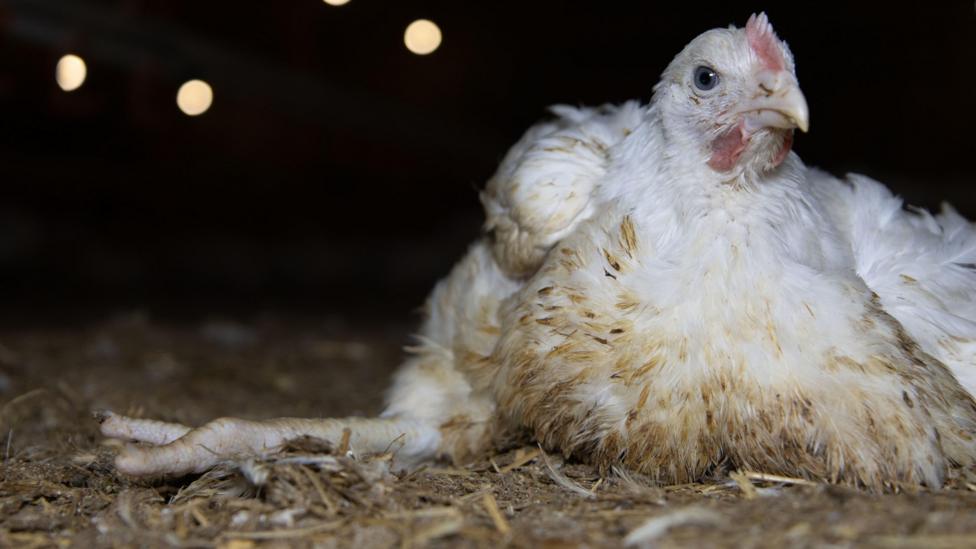 White-coloured chicken sitting on hay with outstretched leg.