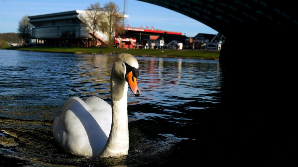 A swan on the River Trent in front of Nottingham Forest's City Ground