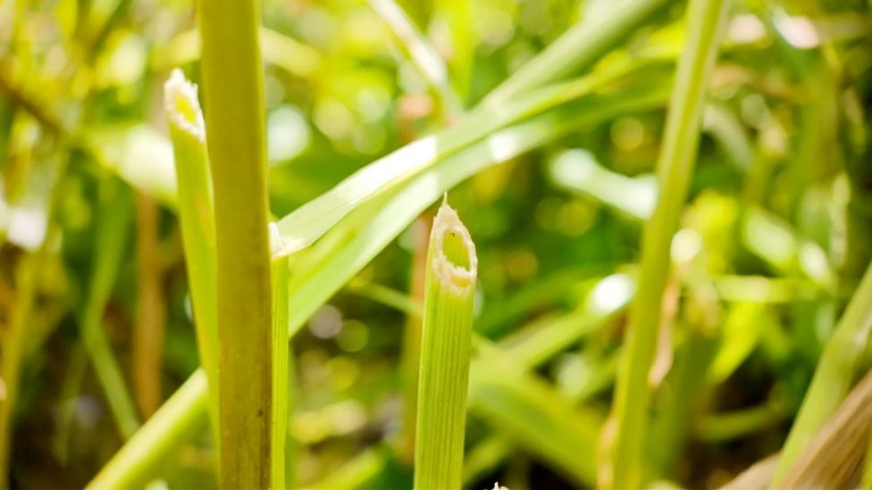 A close up of a stalk neatly nibbled at a 45 degree angle which is a giveway for the precense of water voles
