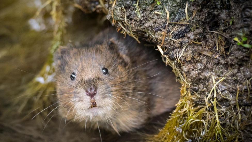 A water vole stares out from a burrow on the river bank partially submerged in water
