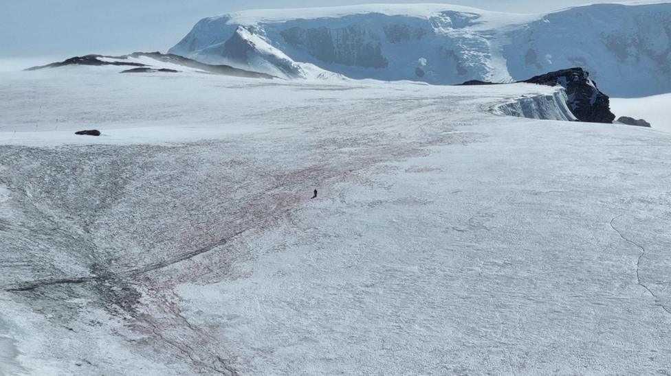 The snow-covered Signy Island seen from above, with Emily visible as a small dot walking over a flat piece of land through the middle of a reddish algae bloom.