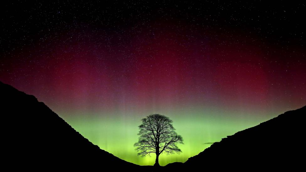 The Sycamore Gap tree silhouetted against the Northern Lights. The part around the tree is neon green and blends up to red and black. 