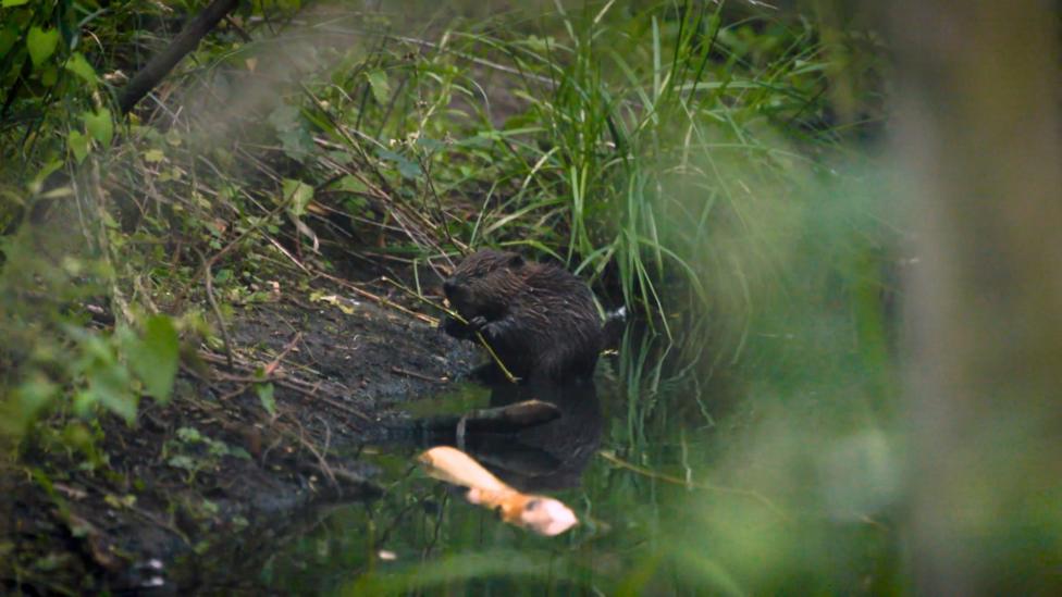 A beaver sits at the edge of a brook surrounded by green vegetation, holding a stem in its front paws