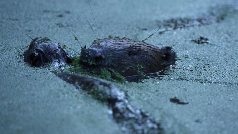 Two beavers surface at dusk through a pond covered in green duckweed, with their whiskers and the tops of their heads above the water.