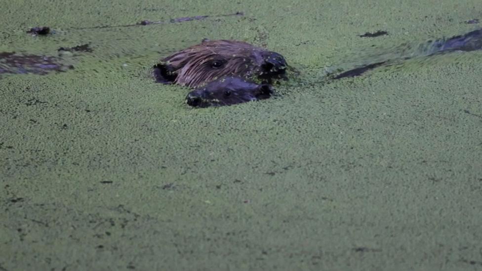 Two beavers surface at dusk through a pond covered in green duckweed, with their whiskers and the tops of their heads above the water.