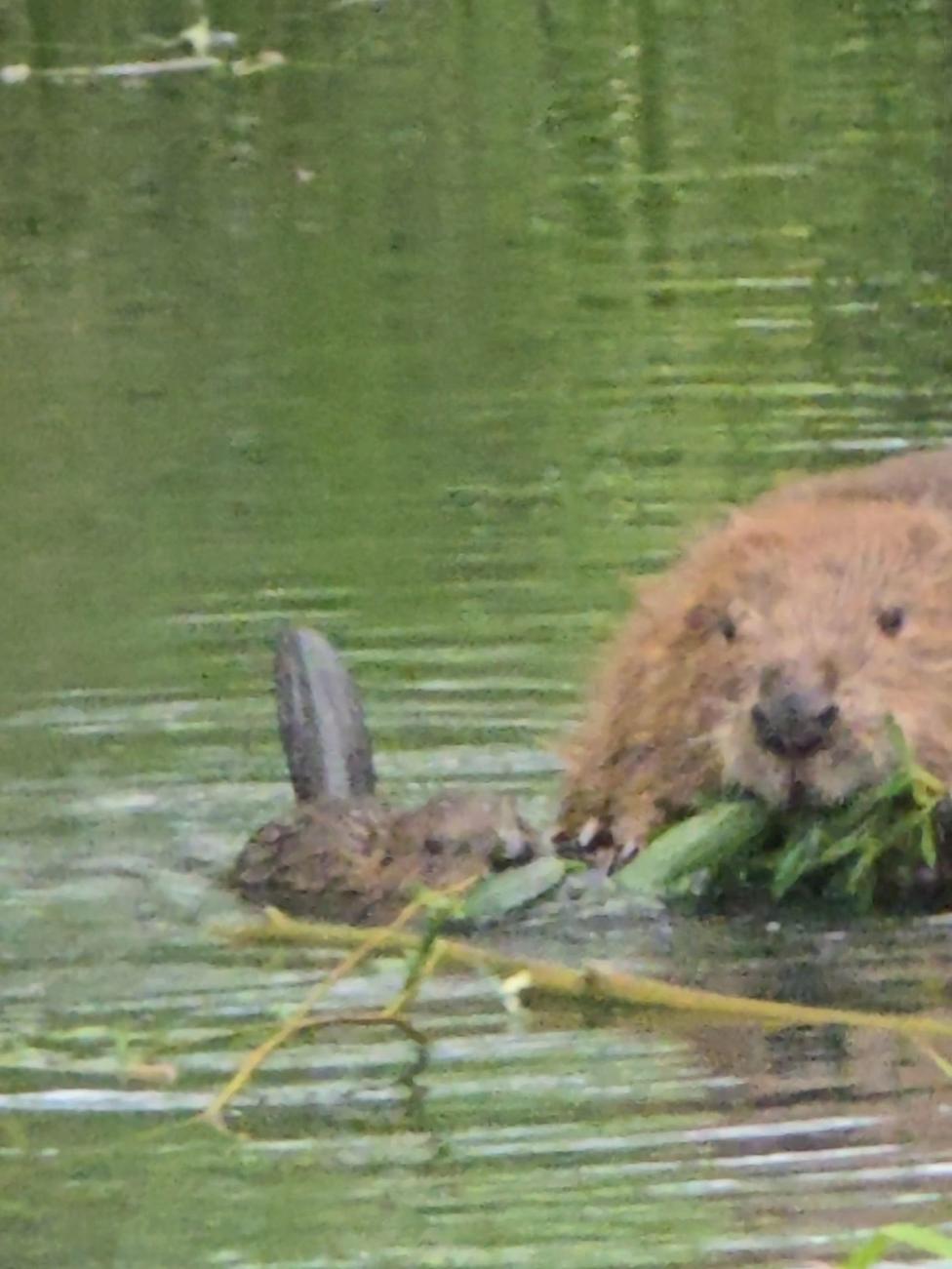A beaver feeds on green leaves at the surface of a duckweed-covered pond, holding the vegetation in its front paws, with a smaller animal in the water alongside it.