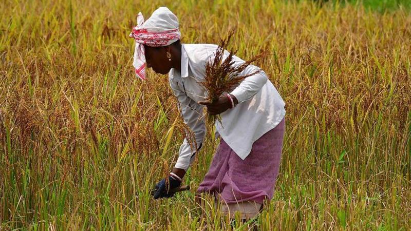 A woman farmer wearing a shirt, traditional skirt and a cotton towel wrapped around her head, works at a field in Assam's Nagaon.