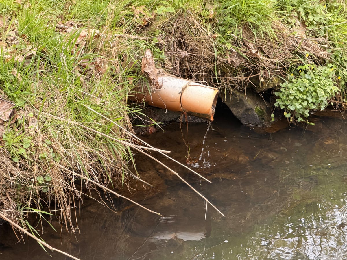 A pipe sticking from a bank into a lake, with water trickling from it