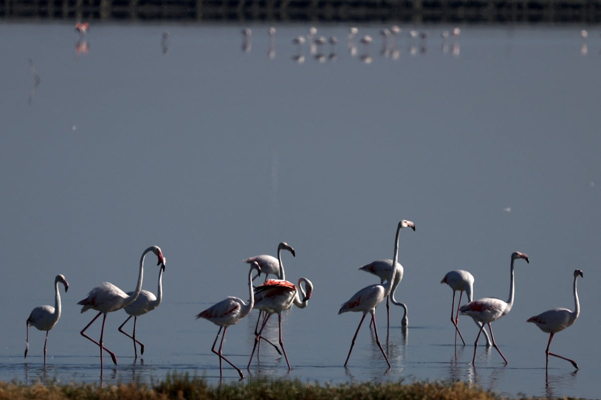 A flock of flamingos stands at the water’s edge.