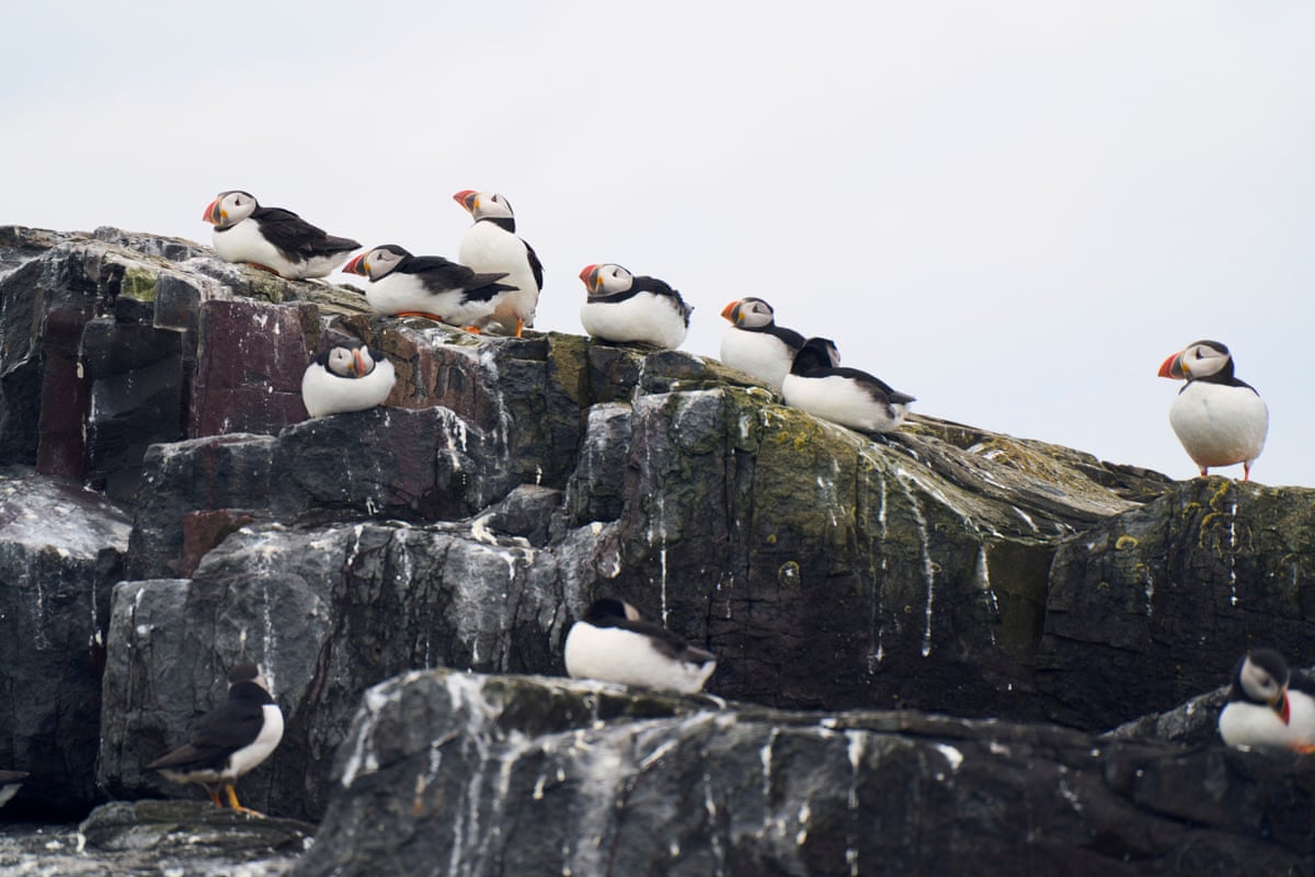Puffins sit on a rock
