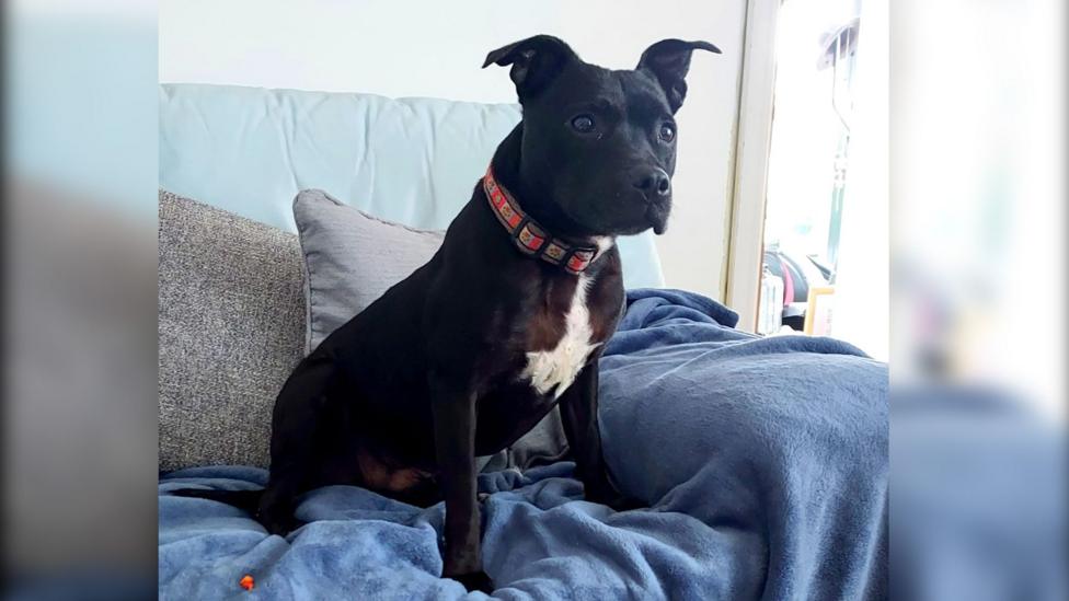 Duchess, a medium-sized black dog sits upright on a light-coloured sofa, resting on a soft blue blanket and leaning slightly against grey cushions. The dog has a short, smooth coat with a white patch on the chest and wears a red collar with a patterned design.
