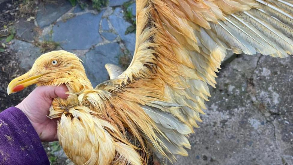 A bird with its wing spread out, with feathers that are yellow and orange, being held by the neck.