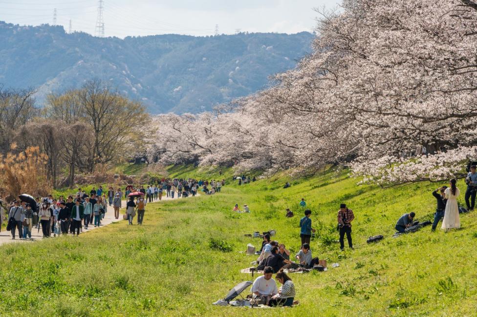 A wide outdoor scene shows a grassy riverside park lined with blooming cherry blossom trees. Large crowds of people walk along a path and gather on the grass, where some are picnicking and others are taking photographs beneath the pale pink blossoms.