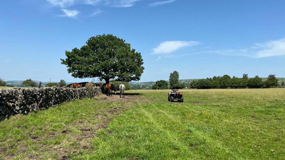 A go-kart sits within a green field next to horses sheltering underneath a large tree. The sky is bright blue with only a few clouds in the sky.