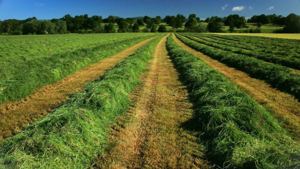 A wide agricultural field with long, neat rows of freshly cut grass stretching into the distance. The green windrows create strong leading lines toward a backdrop of scattered trees beneath a clear blue sky.
