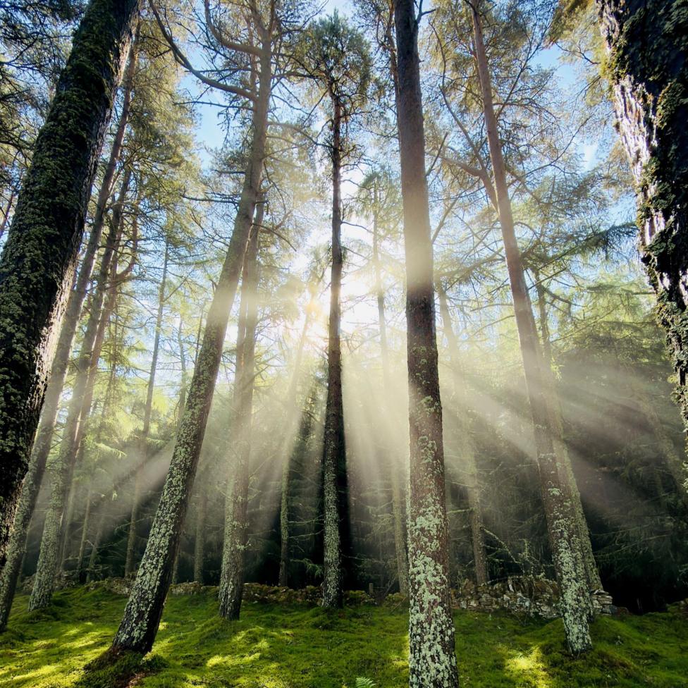Sun streaming through a dense woodland of tall pine trees, creating dramatic rays of light that illuminate a lush, moss-covered forest floor. The tree trunks are speckled with lichen, and the scene has a peaceful, almost magical atmosphere.