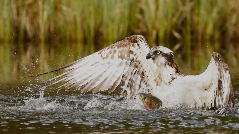 An osprey splashes through shallow water as it captures a fish in its talons. Water droplets spray around the bird’s outstretched wings, with reeds forming a natural backdrop.