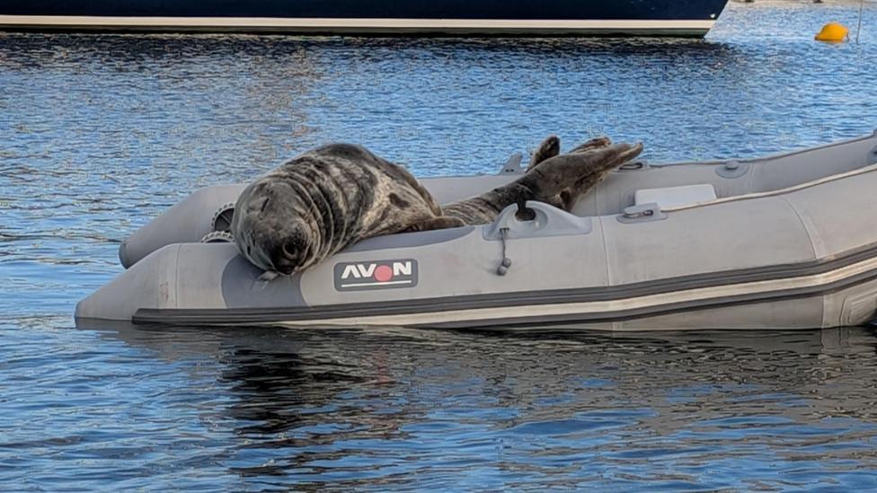 A seal rests comfortably inside a grey inflatable dinghy floating in a marina. Larger sailing yachts and motorboats are moored in the background on calm blue water.
