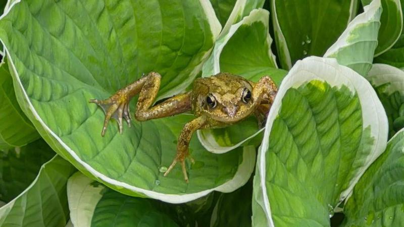 A small, brown frog is perched among large green hosta leaves edged in white. The frog is positioned in the centre of the image with its front legs spread wide, while droplets of water cling to the surrounding foliage.