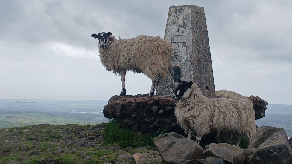 Two sheep stand beside a weathered trig point on a rocky hilltop. Heavy, grey clouds hang overhead, with a distant rural landscape stretching across the horizon below.