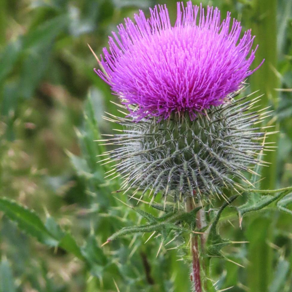 A close-up photograph of a bright purple thistle bloom with a spiky, silver-green flower head and thorny stem, surrounded by soft-focus green foliage.