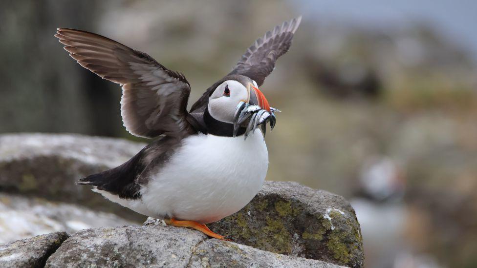 A puffin standing on rocky coastal terrain with wings partly spread, holding several small fish in its colorful orange beak against a blurred natural background.