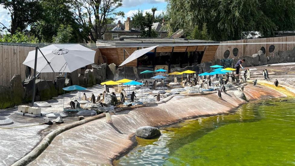 A large, outdoor penguin habitat featuring numerous penguins gathered around a pool with green-tinted water, shaded by colourful umbrellas and surrounded by landscaped rocks and trees.