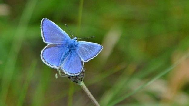 A close-up photograph of a delicate blue butterfly perched on a slender plant stem, set against a softly blurred green meadow background.