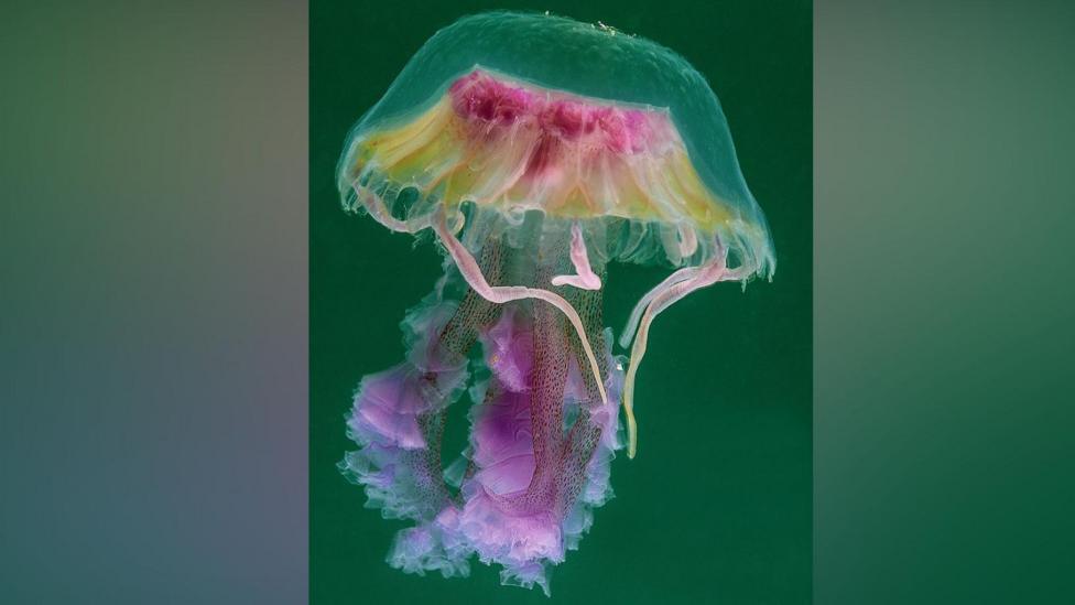 The jellyfish has a clear umbrella shaped hood with pink and yellow in the shape of a wide flat topped lampshade inside. There are bluey purple gel-like parts hanging down.