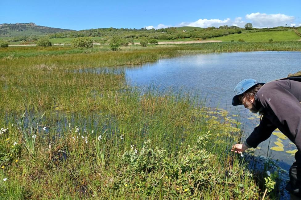A person wearing a blue sun hat and dark outdoor clothing bends down at the edge of a shallow lake, reaching toward reeds and aquatic plants growing in the water. The lakeshore is fringed with tall grasses, rushes, and patches of floating vegetation. The calm water reflects the bright blue sky. Beyond the wetland, green fields, hedgerows, and wooded hills stretch across the landscape, with a rocky hill rising on the left side of the horizon.