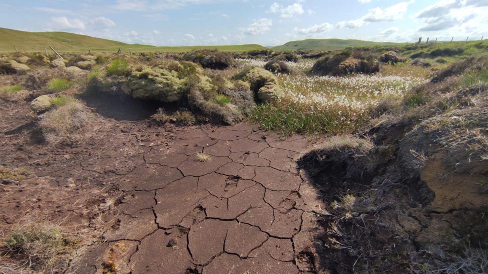 A wide view of a peatland landscape showing a large patch of cracked, dried peat in the foreground. Deep fissures run across the dark brown ground, creating a mosaic of irregular plates. Around the edges, mounds of moss, grasses, and other wetland plants cling to the remaining vegetation. 