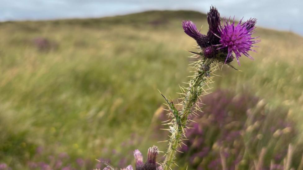A thistle in the foreground in front of the burial mound
