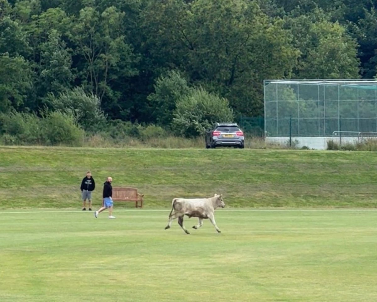 Two men keeping some distance from the running bull