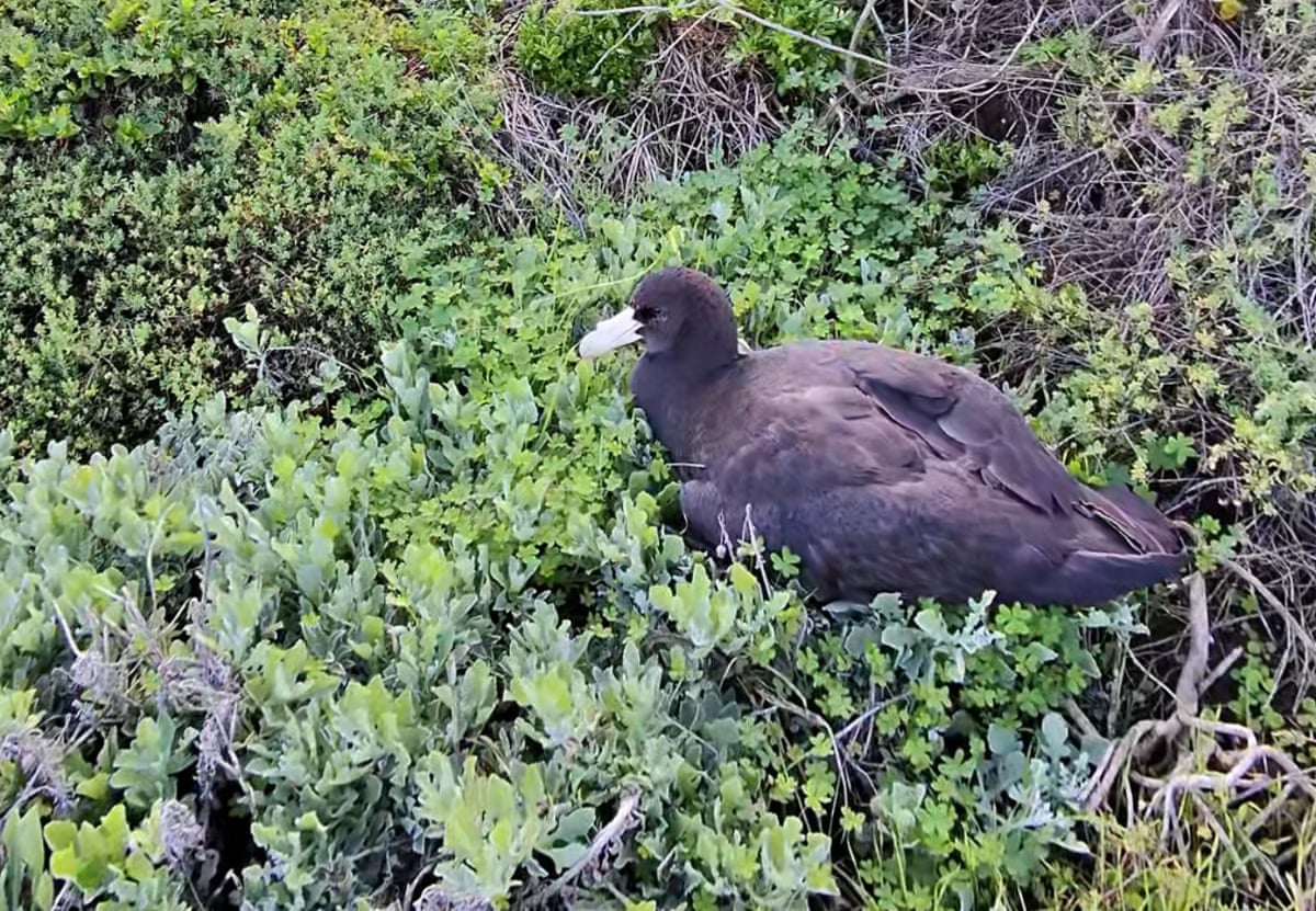 A sick southern giant petrel