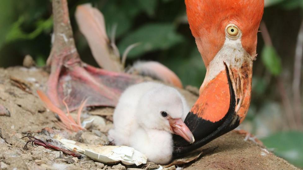 A flamingo looking at her chick. The flamingo has a black beak and the chick is white in colour and about as tall as its mother's beak.