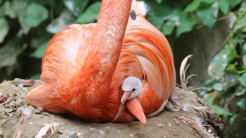 The white flamingo chick sitting inside its parent's feathers. The flamingo on top of the chick is pinky orange in colour.