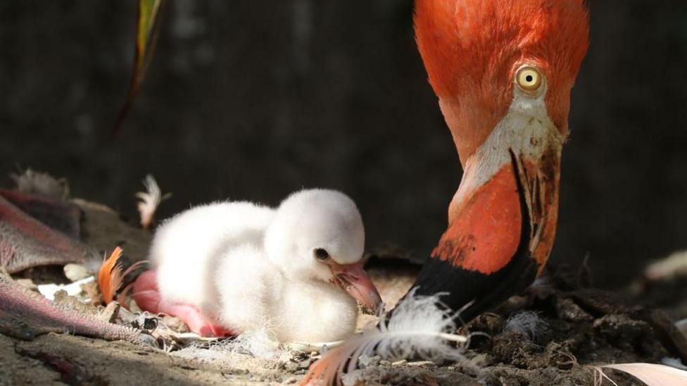 A white, fluffy flamingo chick sitting in a nest. Its mother's head is hovering above it. The adult flamingo has a black beak.