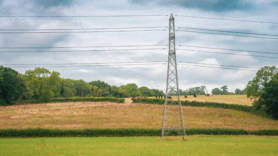 A pylon is seen in a field. There is a yellow field behind the pylon, separated by a hedgerow, with a row of trees in the background and cows in a further field in the background. 