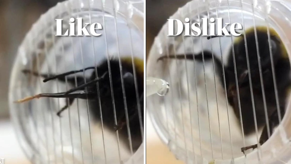 Slow-motion footage of bumblebees shows how they react when they ‘like’ or ‘dislike’ things – video