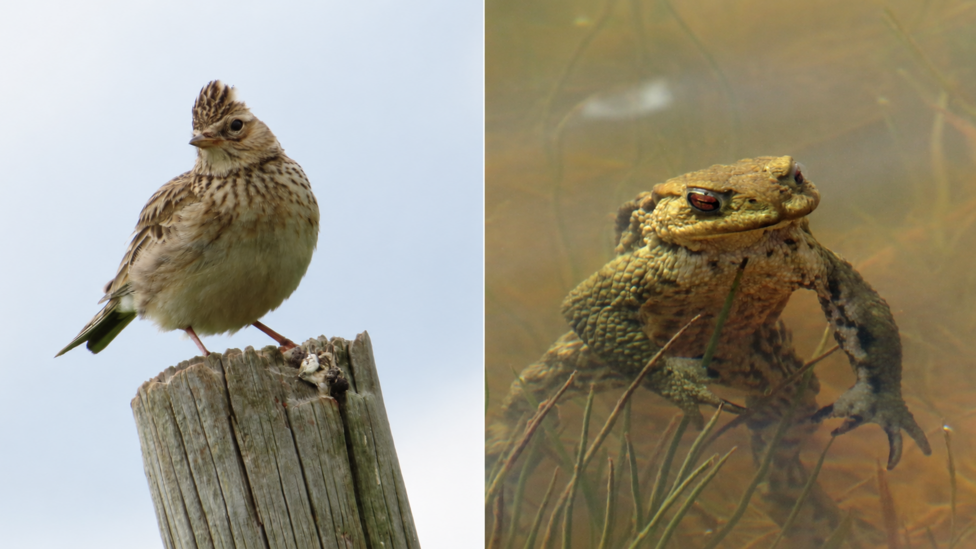 A composite image of a skylark, a bird with a light- and dark-brown plumage, and a toad in a pool of water. The toad appears to be standing on the bottom of the pool on its hind legs.