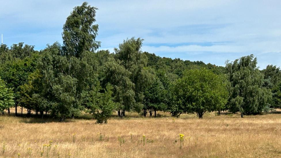 A large field of brown grassland, with a long row of leafy green trees set against a bright blue sky.
