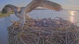 Osprey with outstretched wings in nest
